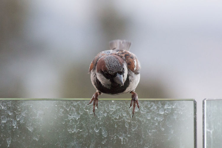 Close-up of sparrow perching on glass railing