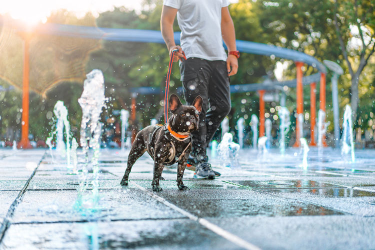Low section of man with french bulldog dog cooling down on fointain during hot season