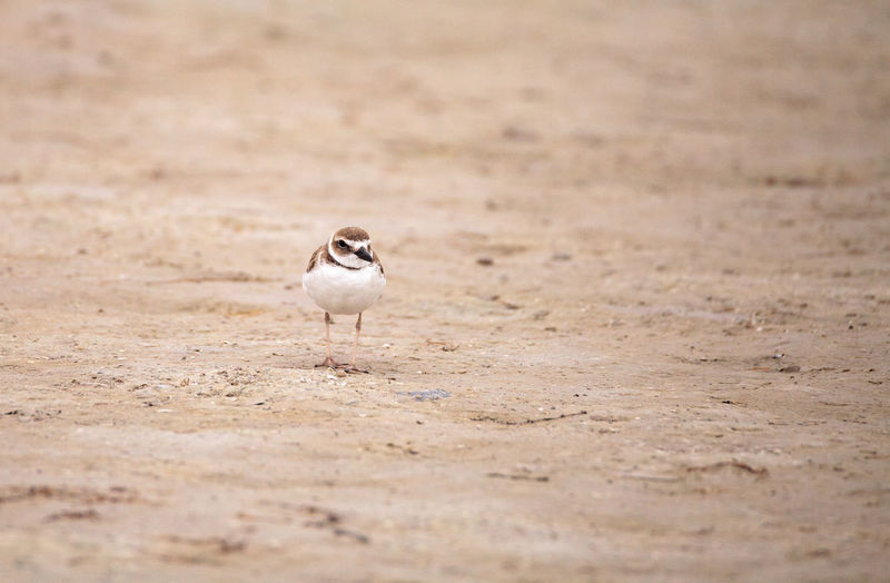 Wilsons snipe shorebird charadrius wilsonia forages for fiddler crabs along an estuary 