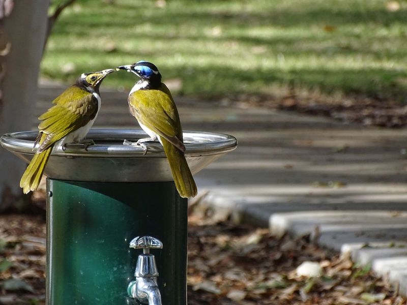 50 Bird Feeder Pictures Hd Download Authentic Images On Eyeem
