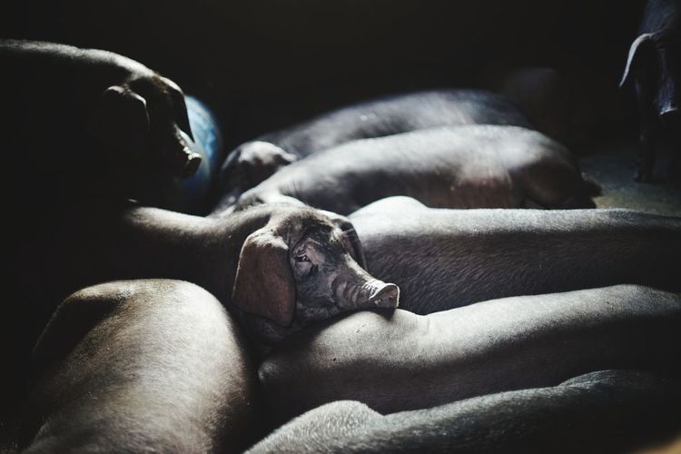 Pigs in barn