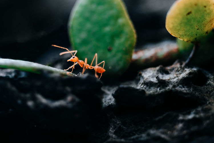 Close-up of red ant in the forest