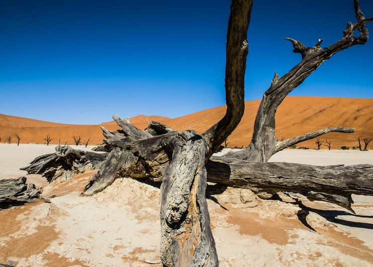 Driftwood on sand against clear blue sky at sossusvlei