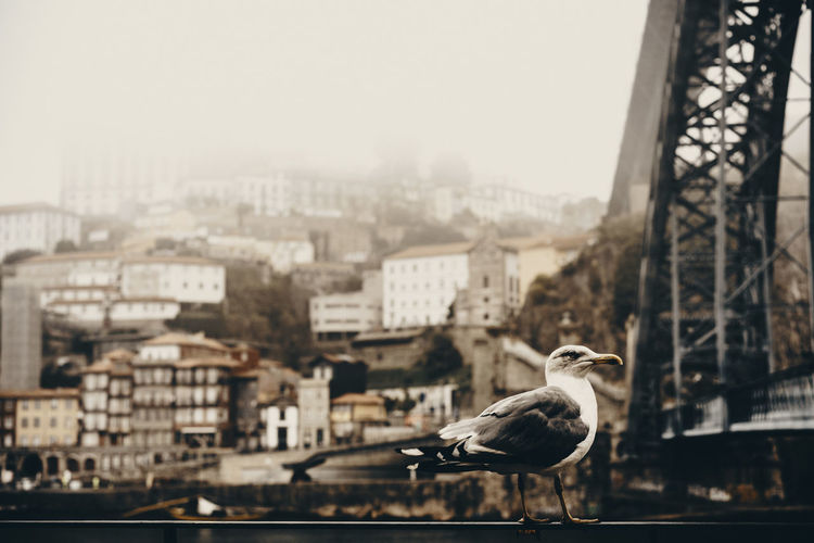 Seagull in porto in portugal on a foggy morning on dom-luis bridge