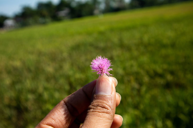 Cropped hand holding purple flowering plant on field