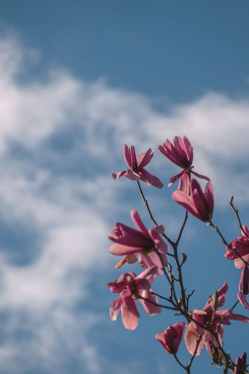 Low angle view of flowering plant against sky