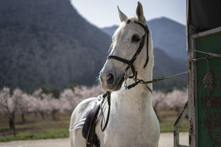 A white horse with a background of blossom trees and mountains 