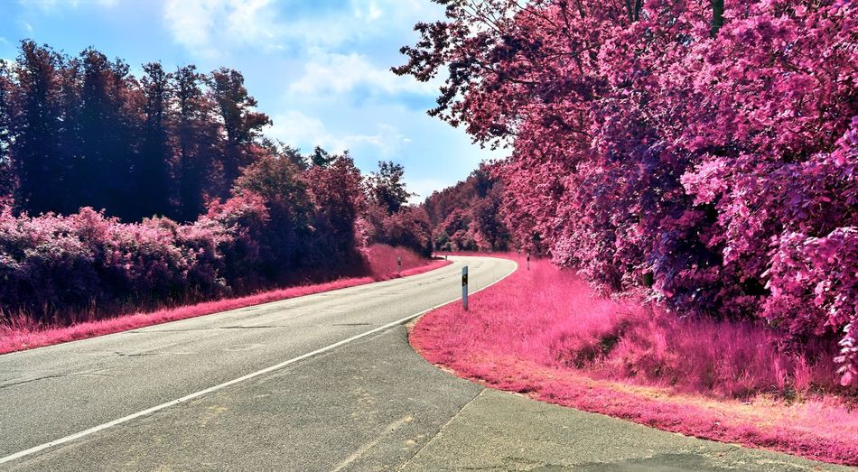 Empty road amidst pink flowering trees against sky