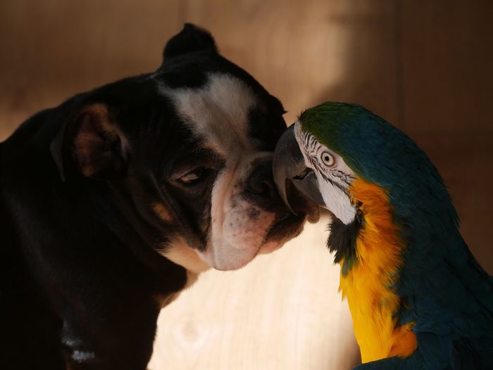 Close-up of dog and macaw
