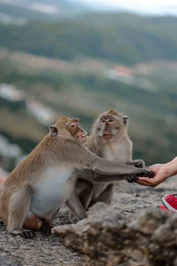 Group of monkeys  outdoors