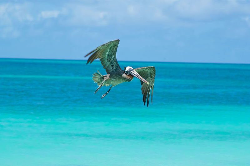 Pelican flying over sea against sky