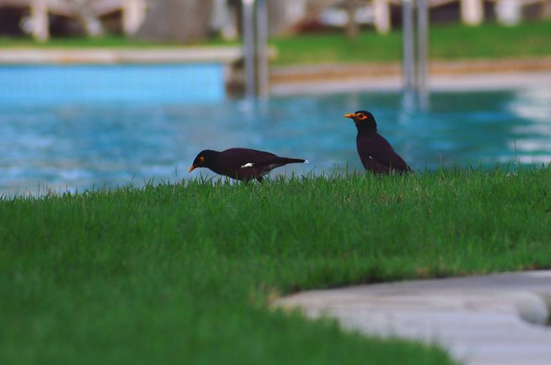 Two birds perching on grass