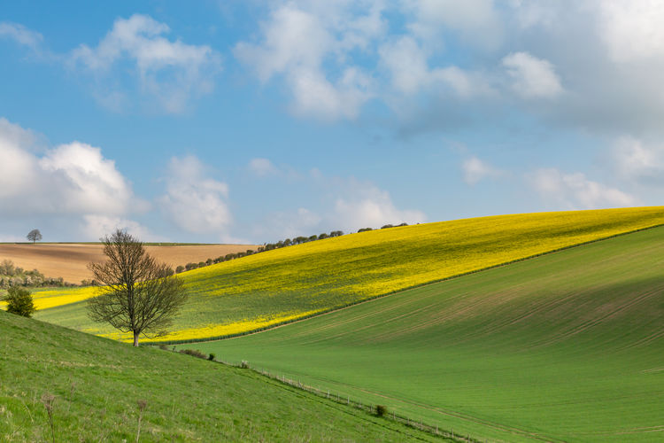 An idyllic south downs landscape, on a sunny spring day