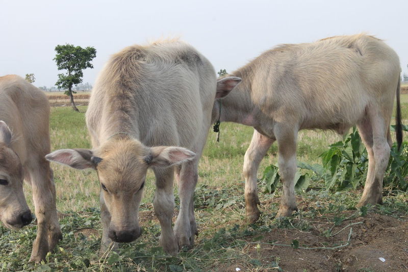 Three buffalo children are eating grass which is not growing