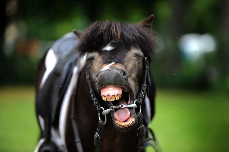 Close-up horse with mouth open