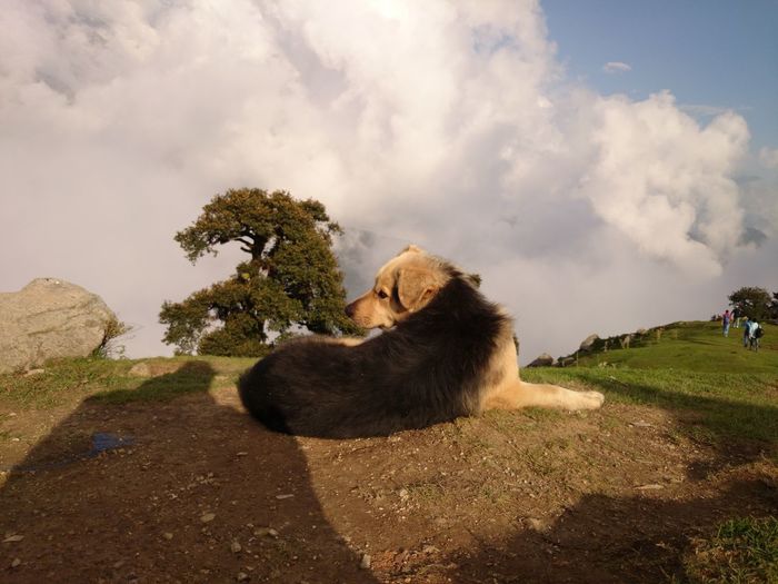 View of a dog looking away
