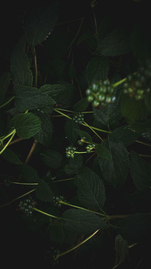 Close-up of plant