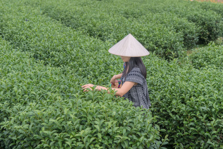 Asian woman picking tea