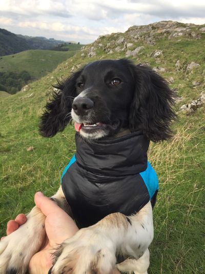 Cropped image of hand holding springer spaniel puppy against mountain
