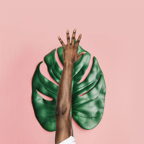 Human Hand Studio Shot Colored Background Pink Background Close-up Green Color Flower Head Dahlia Pink Blooming Plant Life