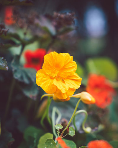 Close-up of yellow flowering plant