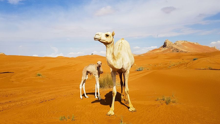 Camel family 
