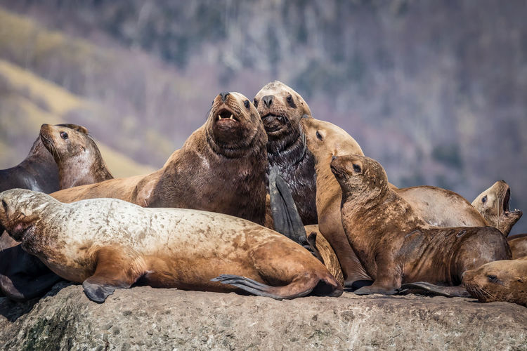 Seals on rock against mountain