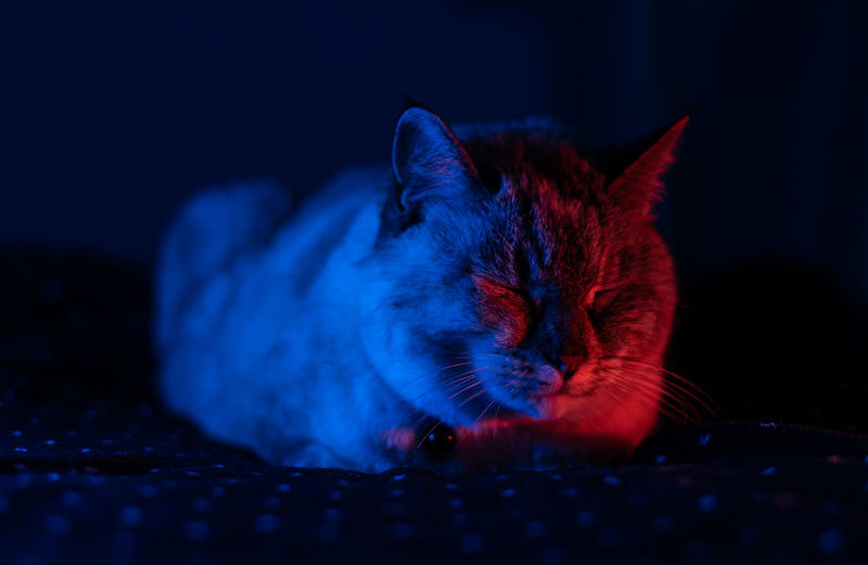 Shooting, red and blue light