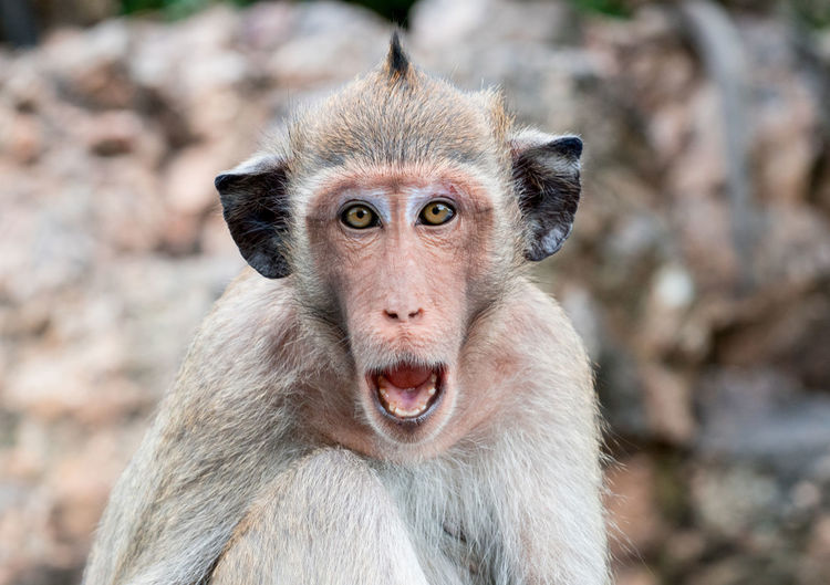 Monkey with black ears open mouth to threaten. monkeypox outbreak concept. monkeypox.