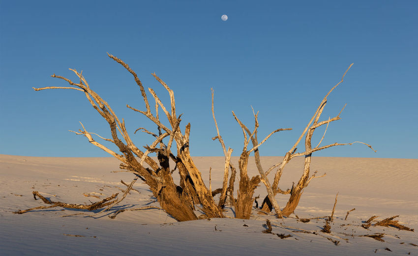 Dead tree poking through the sands at sunset with a full moon overhead at white sands national park