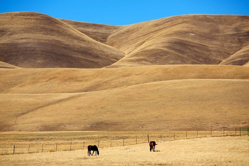 Horses on field against mountains