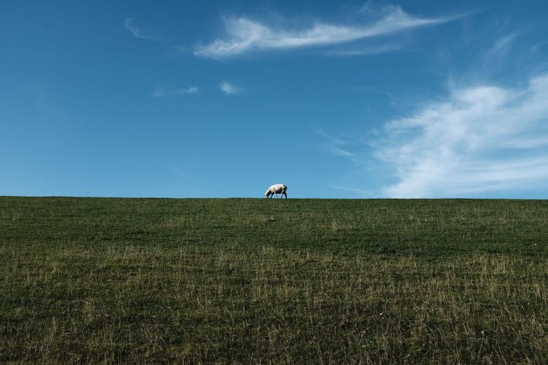 Sheep on grass in front of blue sky