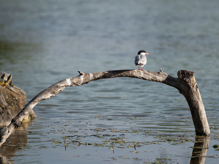 Birds perching on wooden post in lake