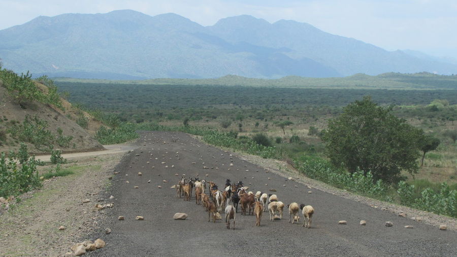 Herd of goat on an empty tar road