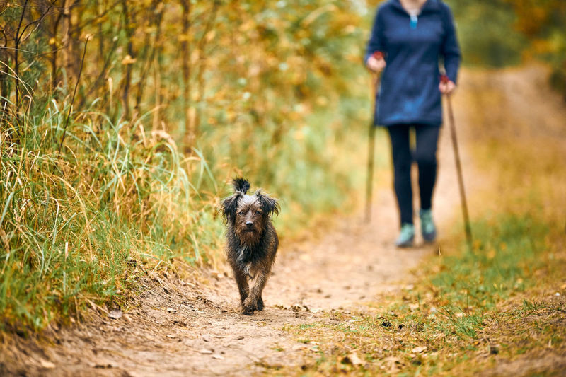 Woman in sportswear walking small shaggy dog and engaged in nordic walking. walking brown puppy