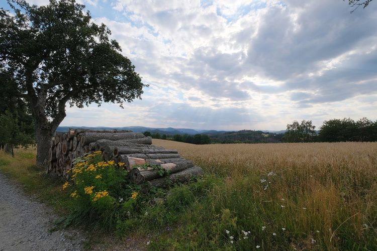 Scenic view of field against sky