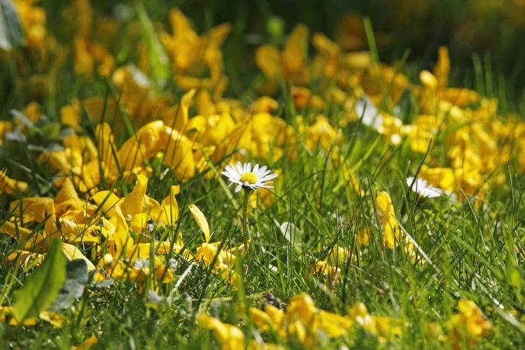 Close-up of yellow petals and daisy plants on field