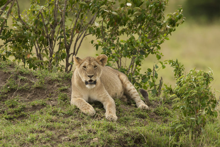 Lioness sitting by plants on land