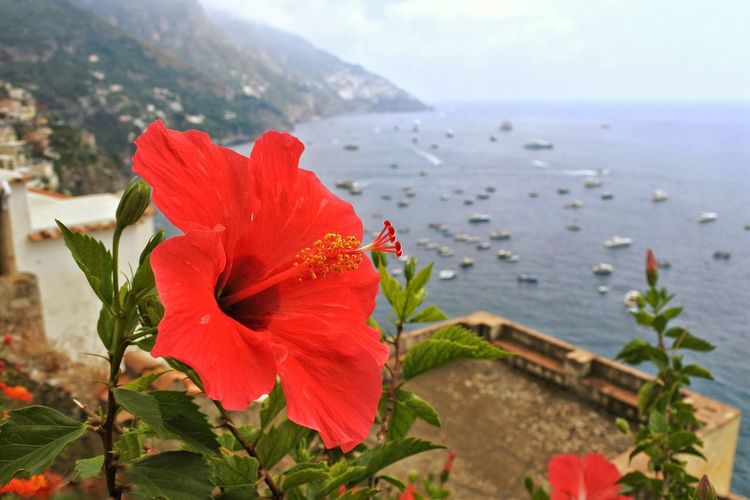 Close-up of red flowering plant against sea