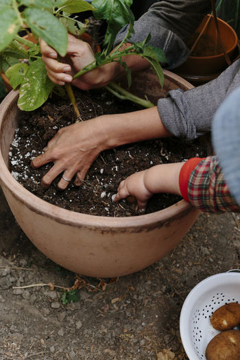 High angle view of hand holding potted plant
