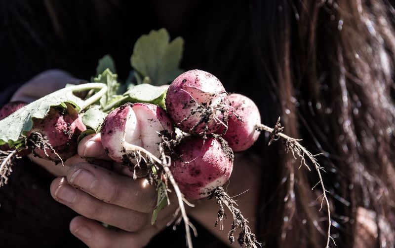 Midsection of woman holding beetroots