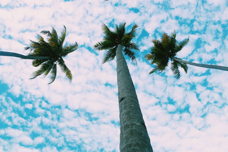Low angle view of palm tree against sky