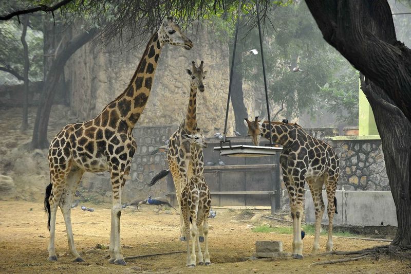 Giraffes against trees