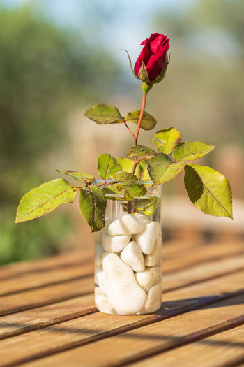 Close-up of rose flower vase on table