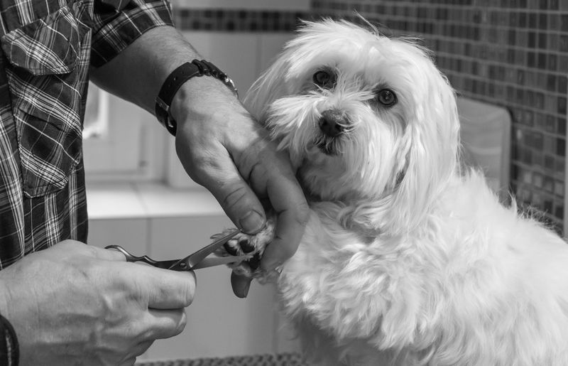 Close-up of hand grooming dog