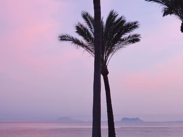 Silhouette palm tree by sea against sky during sunset