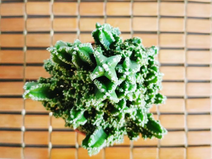 Close-up of green plant on table