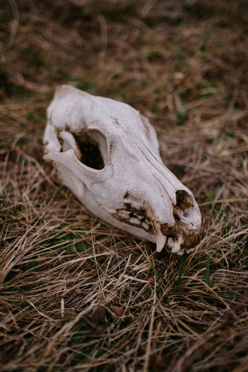 Close-up of an animal on field