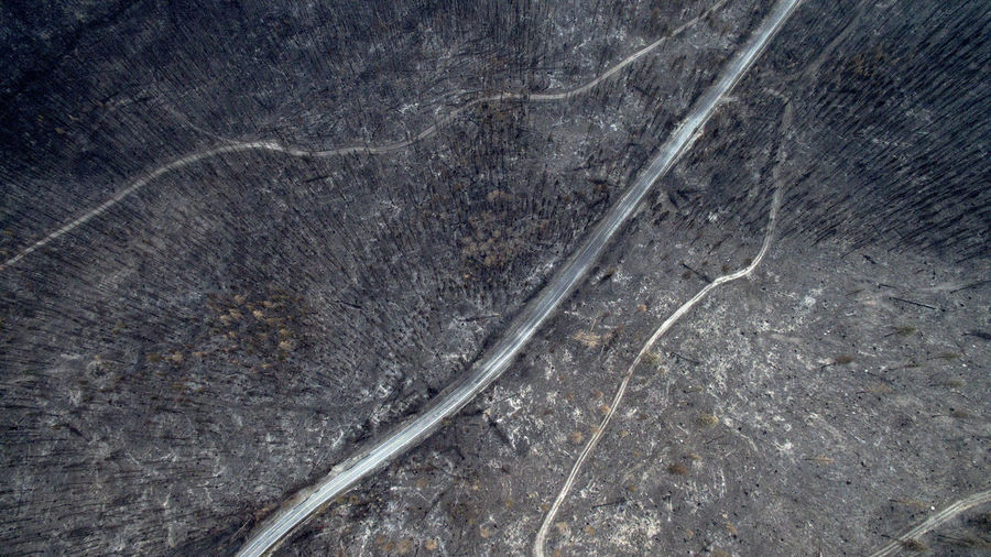 Aerial view of burnt trees in forest