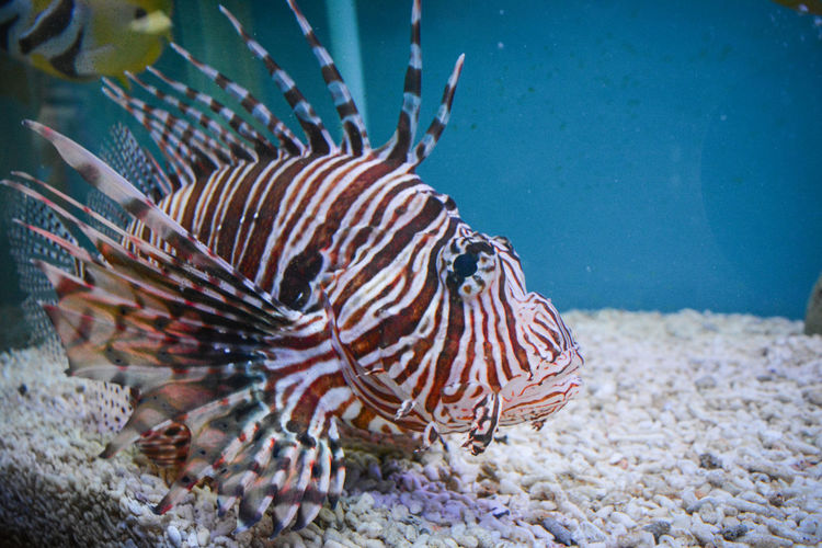 Close-up of lionfish